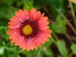 red flower bloom nature