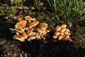 cluster of mushrooms in autumn