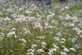 white wild flowers on spring field
