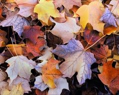 stunningly beautiful Autumn Leaves