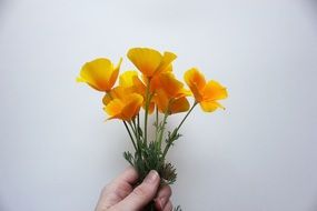 small bouquet of yellow poppies in hand