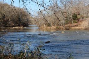 river among the forest in autumn