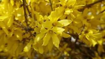 yellow bush of laburnum