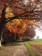 the path along the autumn forest near the field