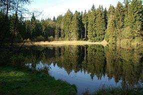 trees shadows on the water