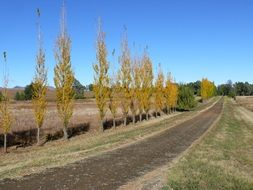 country road along yellow poplars