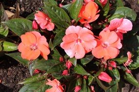 Beautiful green small bush with beautiful pink flowers in bright sunlight