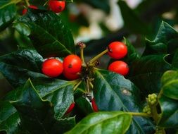 Red berries and thorny green leaves of holly plant