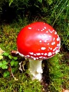 Fly Agaric, beautiful Toxic mushroom on forest floor