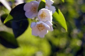 Beautiful white flowers on the plant