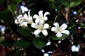 blooming white jasmine