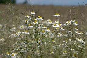 white daisy bush on the field