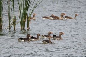 Geese in Lake