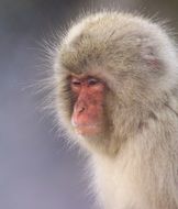 Japanese Macaque Monkey