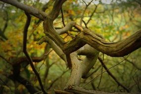 Leafless tree branches in a forest