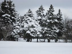 Snow Newfoundland