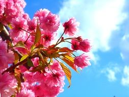 closeup picture of Sunlight on the pink blossoming flowers