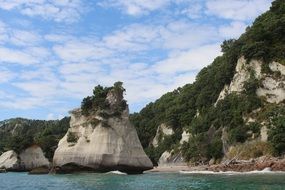 coastal cliffs in green thickets in new zealand