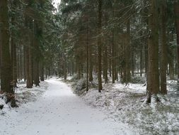 snowy forest road in Muhlviertel