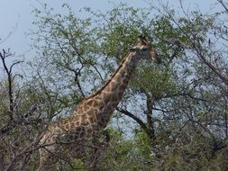 giraffe in South Africa