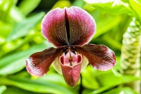 burgundy iris on a blurry background