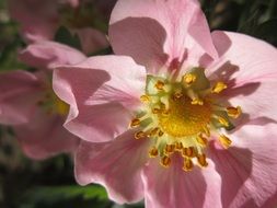 macro photo of pink Strawberry Flower