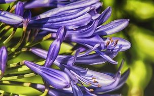 bright blue flowers in the sun close up