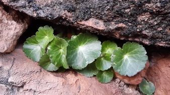 Cliffs green Plant