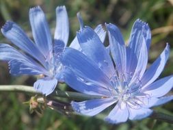 blue delicate flowers