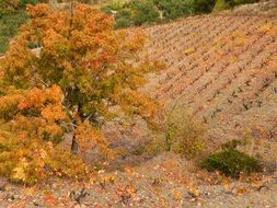 panorama of the vineyard in the colors of autumn