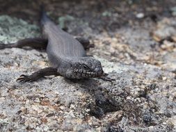 dark lizard on stones close-up