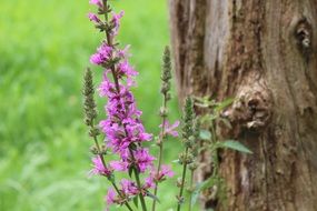 wildflower with oblong purple inflorescence