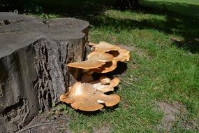 Dryadâs saddle Mushrooms on stump at Forest, Polyporus squamosus