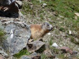 wild marmot in South Tyrol