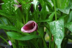 dark calla lilies as an ornamental plant