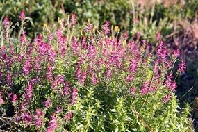 lush shrubs with purple flowers on a sunny day