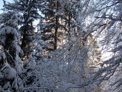 trees on a mountain in the snow