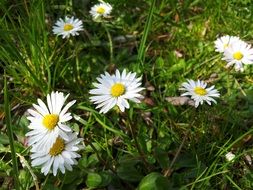 Daisy Small Flower