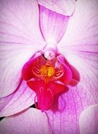 orchid flower blossom selection