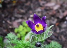 purple flower on the rock