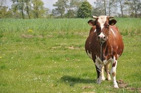 Two-colored cow in a meadow