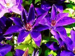 spring clematis flowers