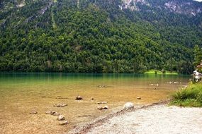 panorama of green thickets around the lake