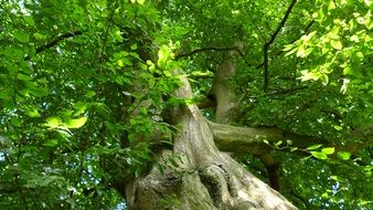 lush green foliage of a large tree close-up