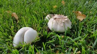 white mushrooms on green grass