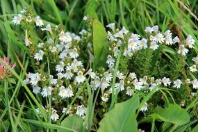 Close-up of the beautiful white pointed flowers among the green grass and leaves