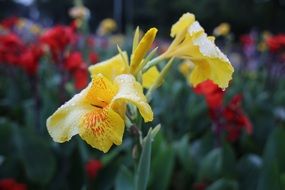 colorful tropical flowers in the garden