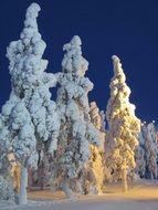 conifers in the snow like a winter fairy tale