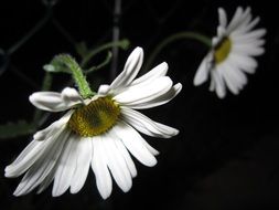 two meadow daisies on a dark background