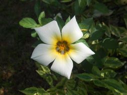 yellow-white flower in nature close-up on blurred background